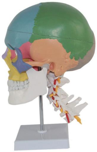 SKULL MODEL