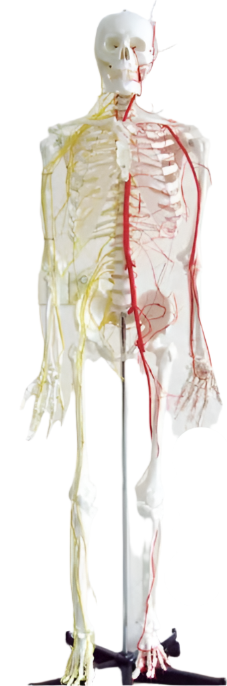 SKELETON MODEL WITH NERVE AND BLOOD VESSEL