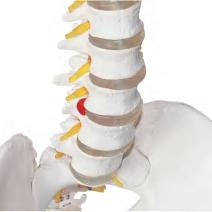 3D SPINAL PELVIS DYNAMIC MODEL