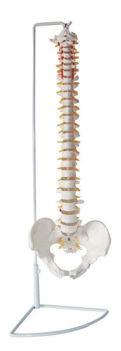 3D SPINAL PELVIS MODEL