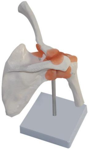 SHOULDER JOINT MODEL