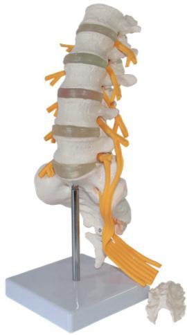 LUMBOSACRAL VERTEBRAL MODEL WITH CAUDA EQUINA