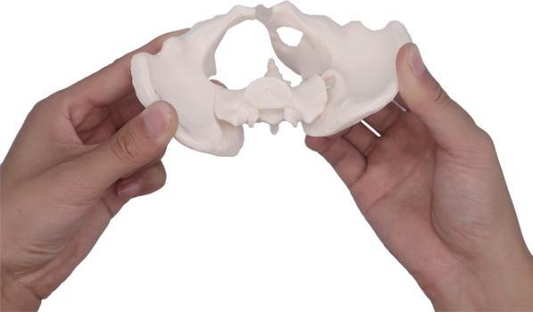 MINI PELVIS MODEL