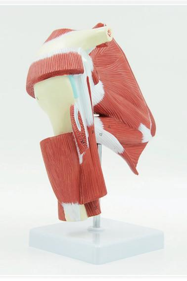 UPPER EXTREMITIES DEEP MUSCLE MODEL