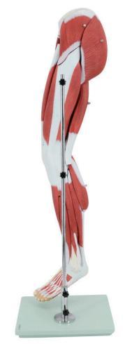 LEG MUSCLE MODEL