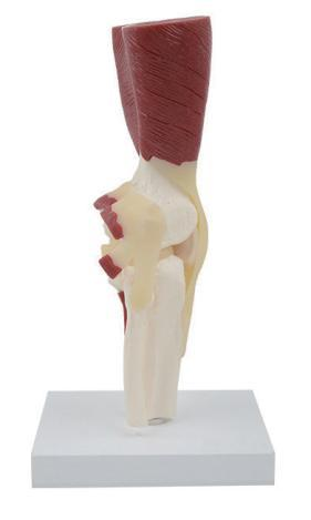 KNEE MUSCLE MODEL